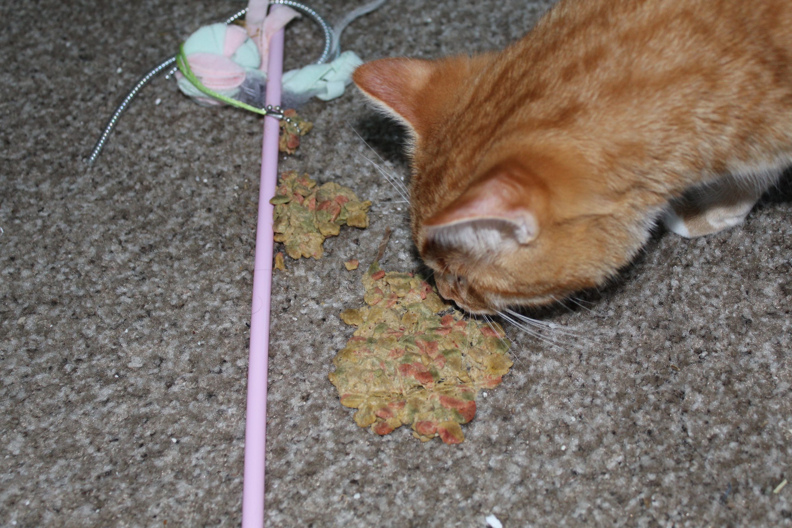 an orange cat is depicted sniffing a pile of cat vomit which is chunky and there is a wand cat toy to the left of the vomit on the ground