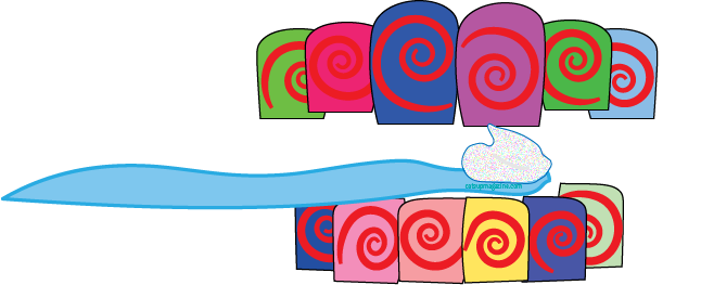 a colorful graphic shows a light blue toothbrush going in towards the right to brush a set of teeth, toothpaste facing up. it is both the top and bottom set of teeth depicted with different color backgrounds for each tooth and a red spiral in each