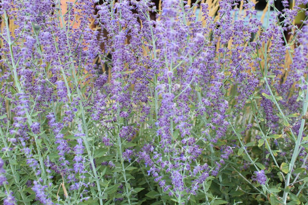 clusters of lavender plants