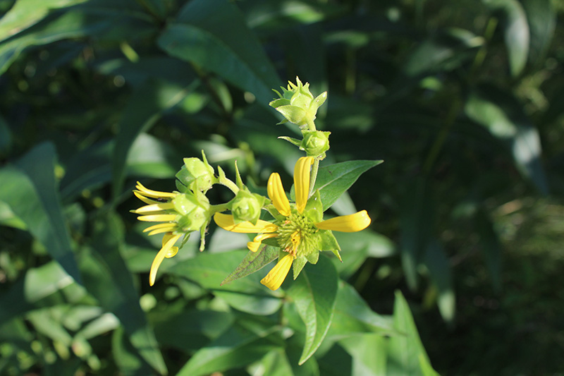 a yellow flower who has lost most its long petals is focused in the middle with a blurry green background