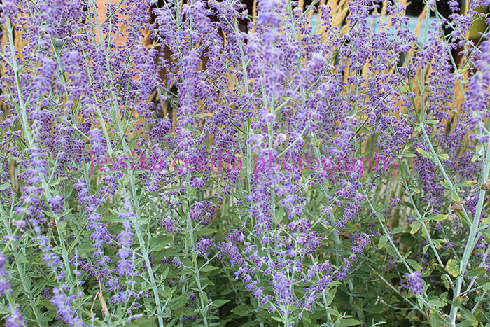 cluster of lavender plants